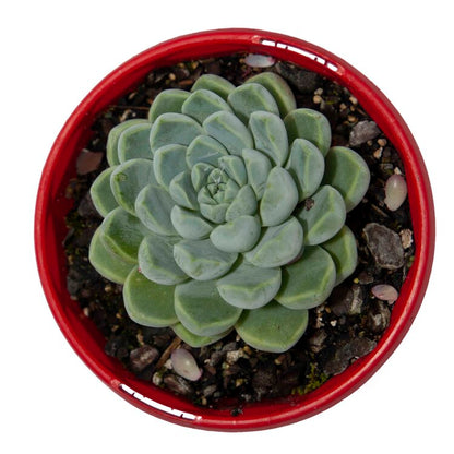 Echeveria albicans White Ghost Echeveria for sale in Australia