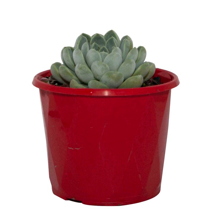 Echeveria albicans forming a cluster of small rosettes