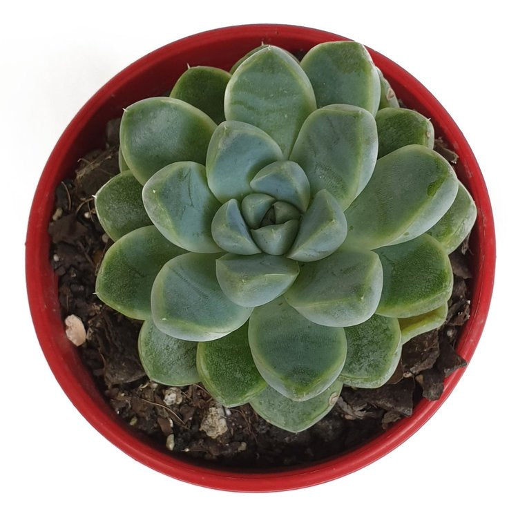 Close-up of powdery white foliage on Echeveria albicans