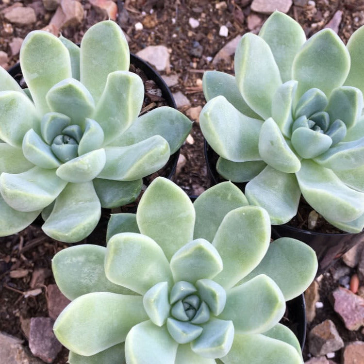 Silver-grey rosette of Echeveria albicans succulent