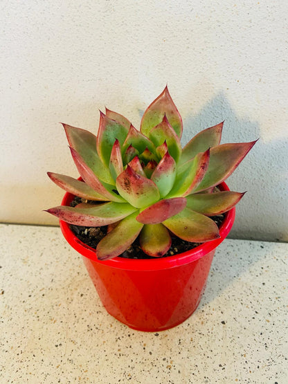 Echeveria ‘Amestro’ grown in a 130mm nursery pot with healthy rosette growth