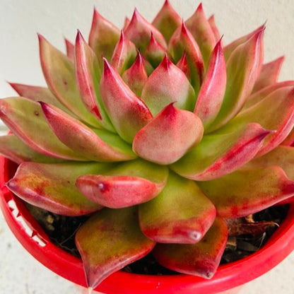 Close-up of Echeveria ‘Amestro’ leaves showing spoon-shaped foliage and subtle colour tones
