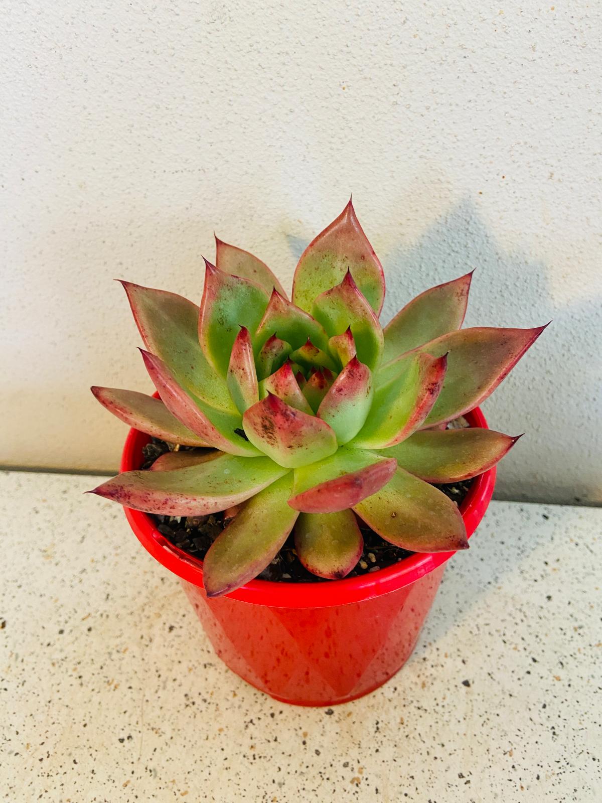 Echeveria ‘Amestro’ rosette showing green leaves with reddish outer edges