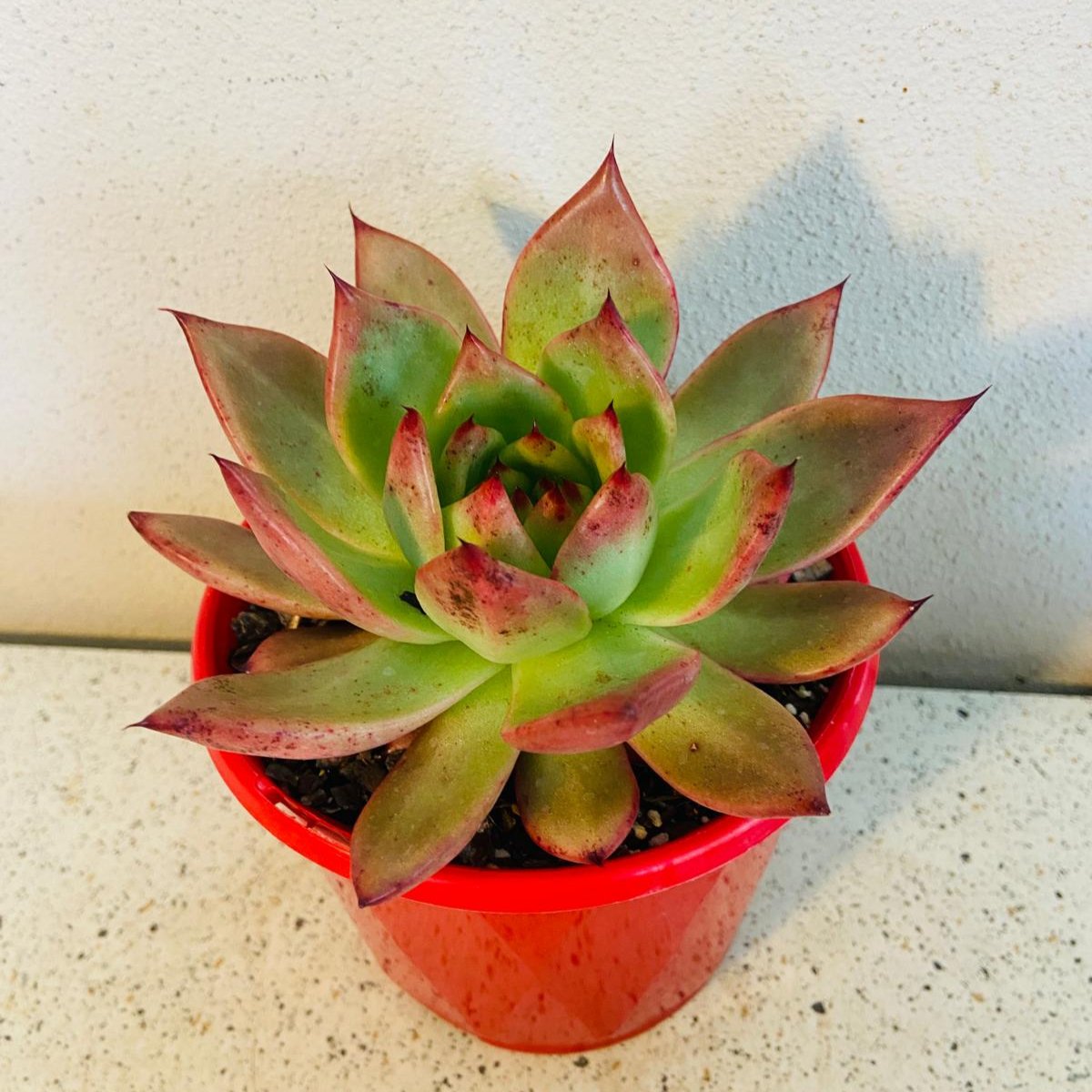 Echeveria Amestro succulent plant with greenish tinges and reddish brown edges, in a red pot.