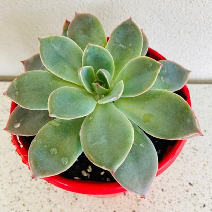 Echeveria Andromeda succulent in a 130mm nursery pot