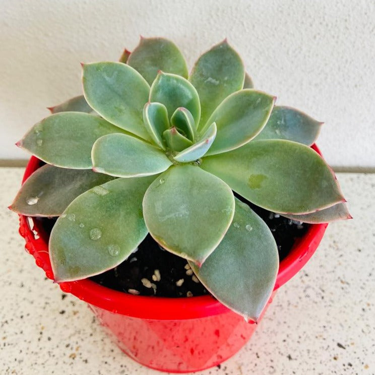Close-up of green, pink and lavender leaves on Echeveria Andromeda