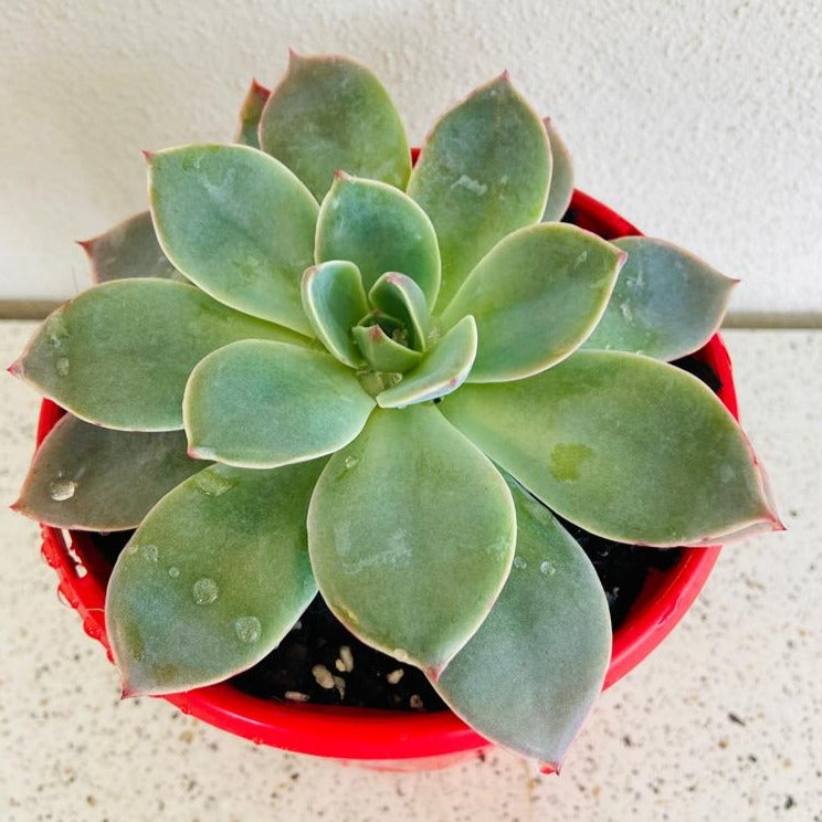 Compact Echeveria Andromeda rosette with soft pastel foliage