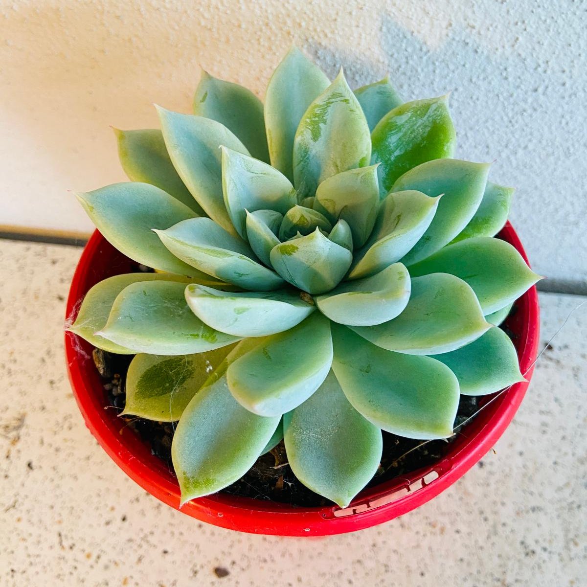 Echeveria Annette succulent in a 130mm nursery pot