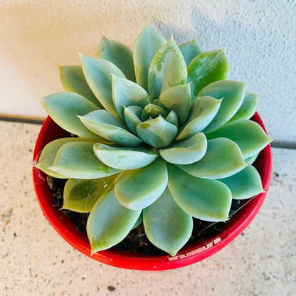 Echeveria Annette succulent in a 130mm nursery pot