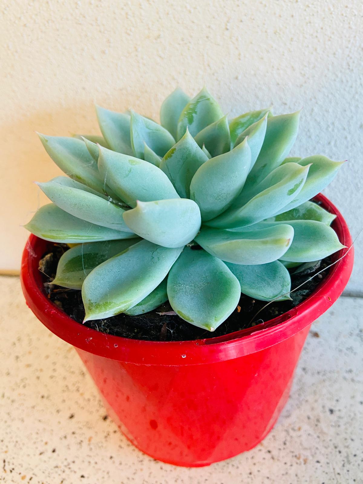 Blue-green and pink leaves of Echeveria Annette