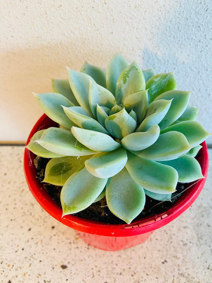 Compact rosette of Echeveria Annette with pastel leaves
