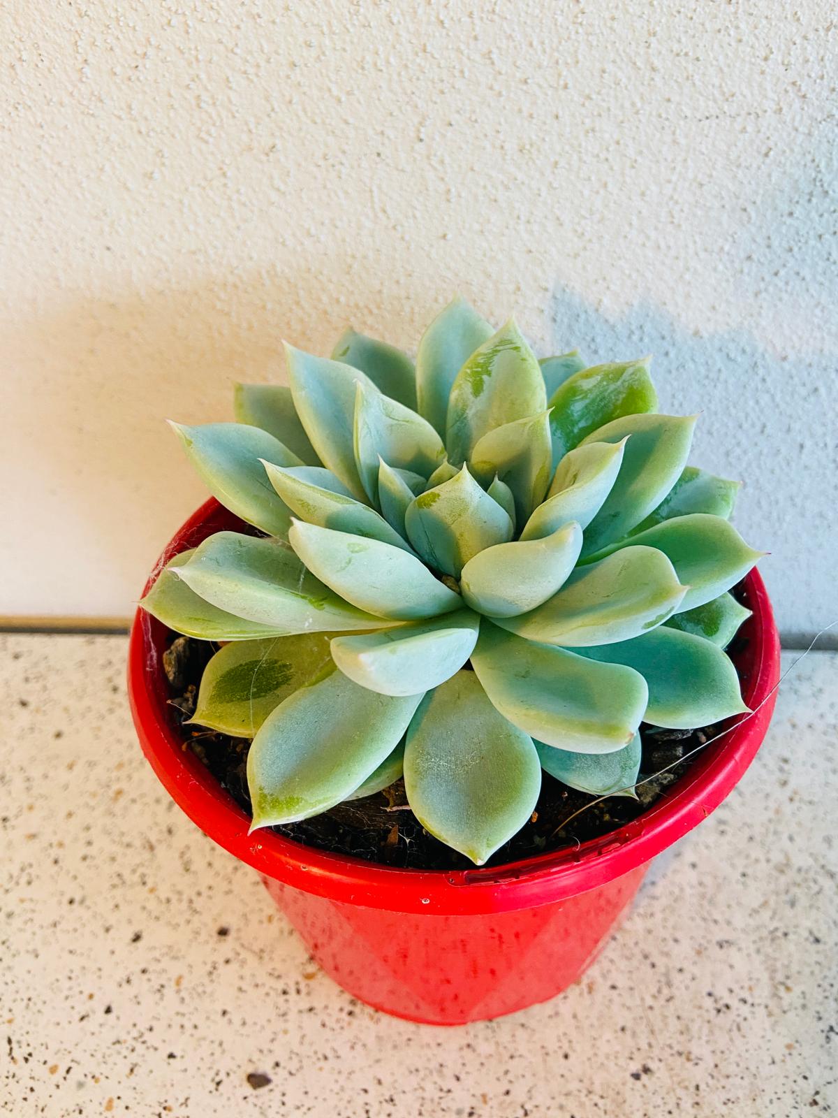 Echeveria Annette succulent for pots and collections