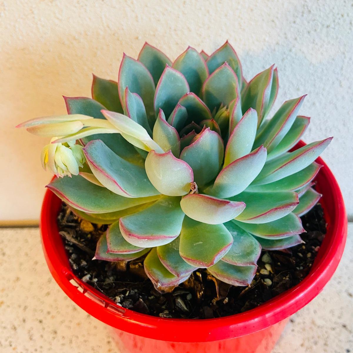 Echeveria Apus succulent in a 130mm nursery pot