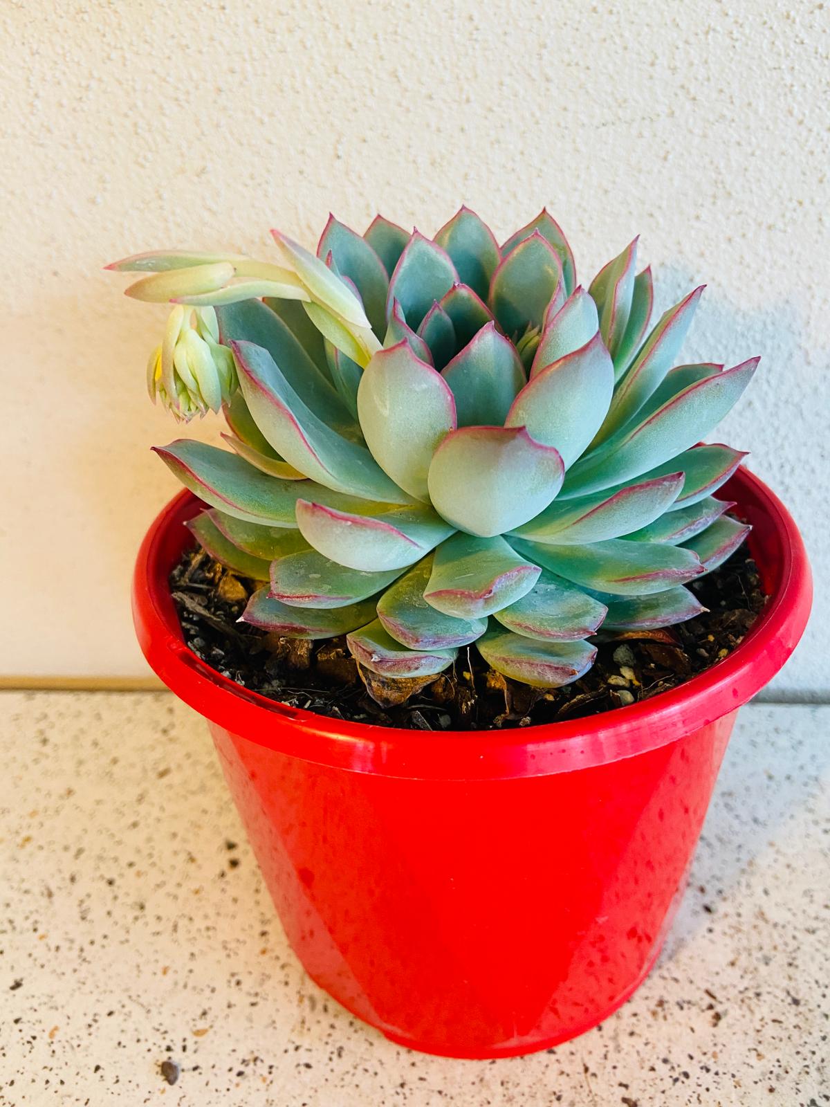 Echeveria Apus leaves with pink edges in bright light