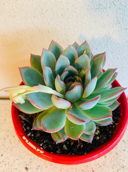 Compact blue-green rosette of Echeveria Apus