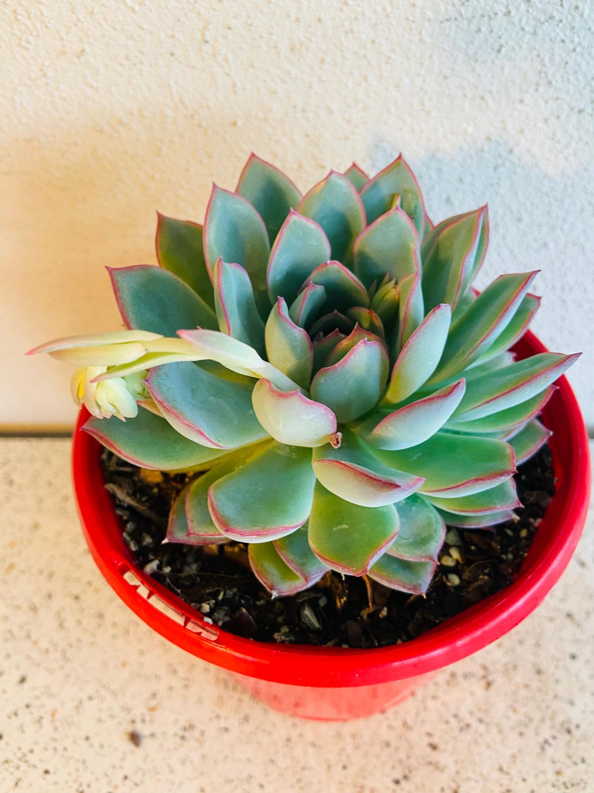 Echeveria Apus compact succulent plant