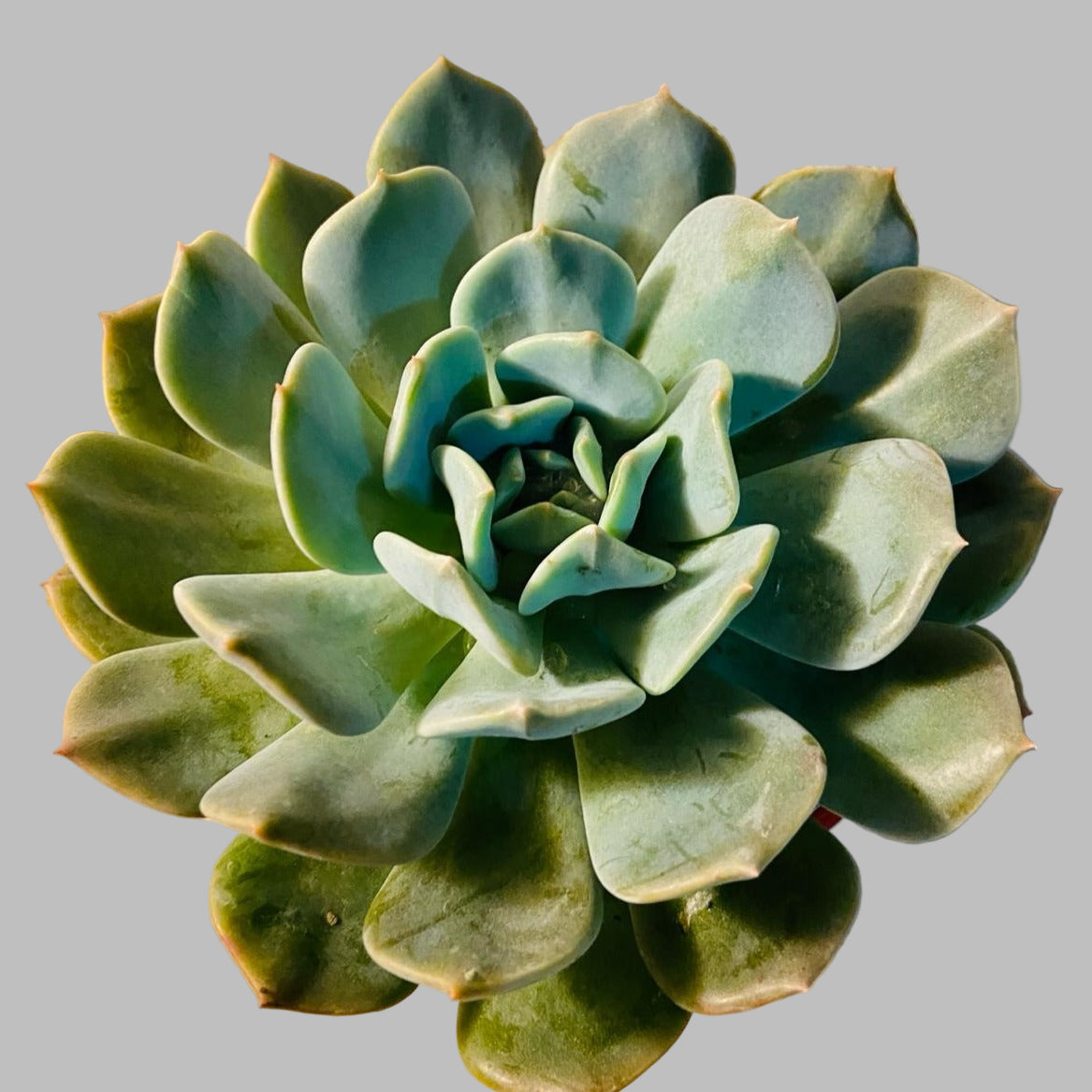  Echeveria Aquilla succulent in a 130mm nursery pot