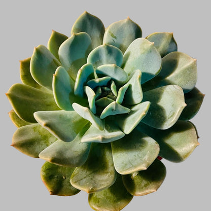  Echeveria Aquilla succulent in a 130mm nursery pot