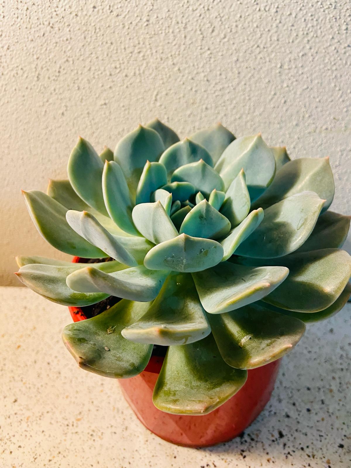 Close-up of the blue-green leaves of Echeveria Aquilla