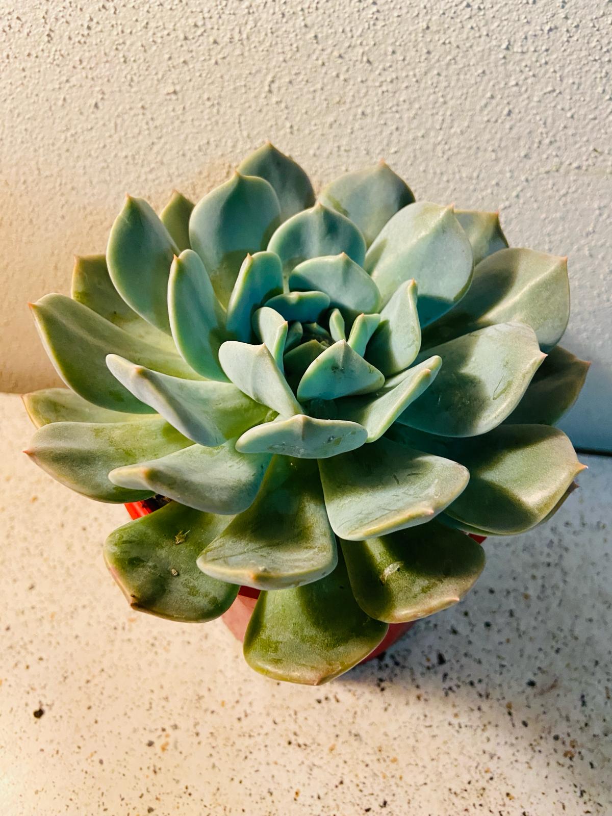  Frosted blue-green rosette of Echeveria Aquilla