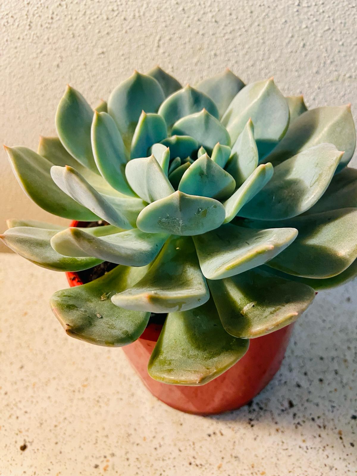  Compact Echeveria Aquilla succulent plant
