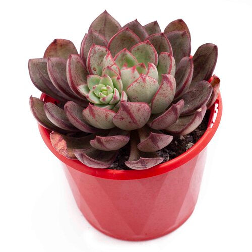 Echeveria Bella Rouge succulent in a 130mm nursery pot