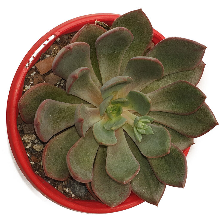 Close-up of the rosy leaves of Echeveria Bella Rouge