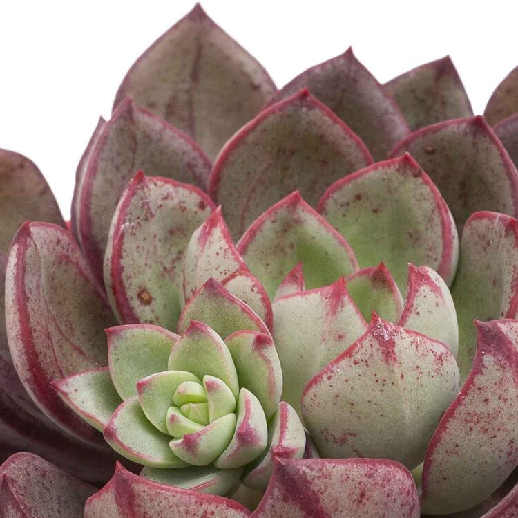  Pink and red Echeveria Bella Rouge rosette