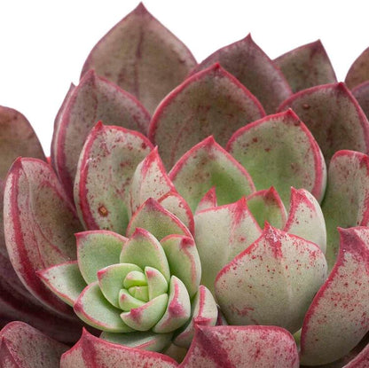  Pink and red Echeveria Bella Rouge rosette