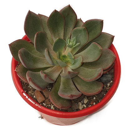  Compact Bella Rouge Echeveria succulent