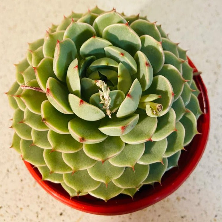 Echeveria ‘Ben Badis’ succulent in a 130mm nursery pot