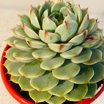 Spoon-shaped silvery leaves of Echeveria ‘Ben Badis’