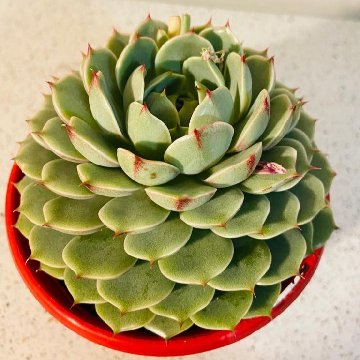 Echeveria ‘Ben Badis’ with pink and lavender leaf edges