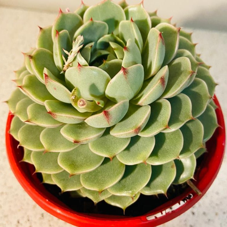 Compact blue-green rosette of Echeveria ‘Ben Badis’