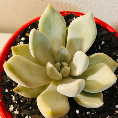   Echeveria Beverly succulent in a 130mm nursery pot
