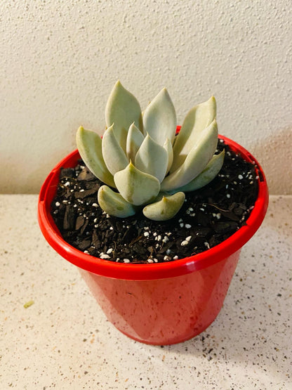  Close-up of Echeveria Beverly leaves with coloured edges