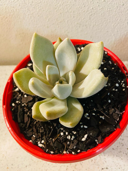  Compact Echeveria Beverly rosette with blue-green leaves
