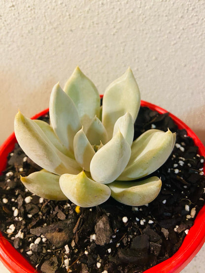  Echeveria Beverly rosette succulent plant