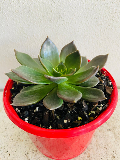 Close-up of dark Echeveria Black Princess foliage