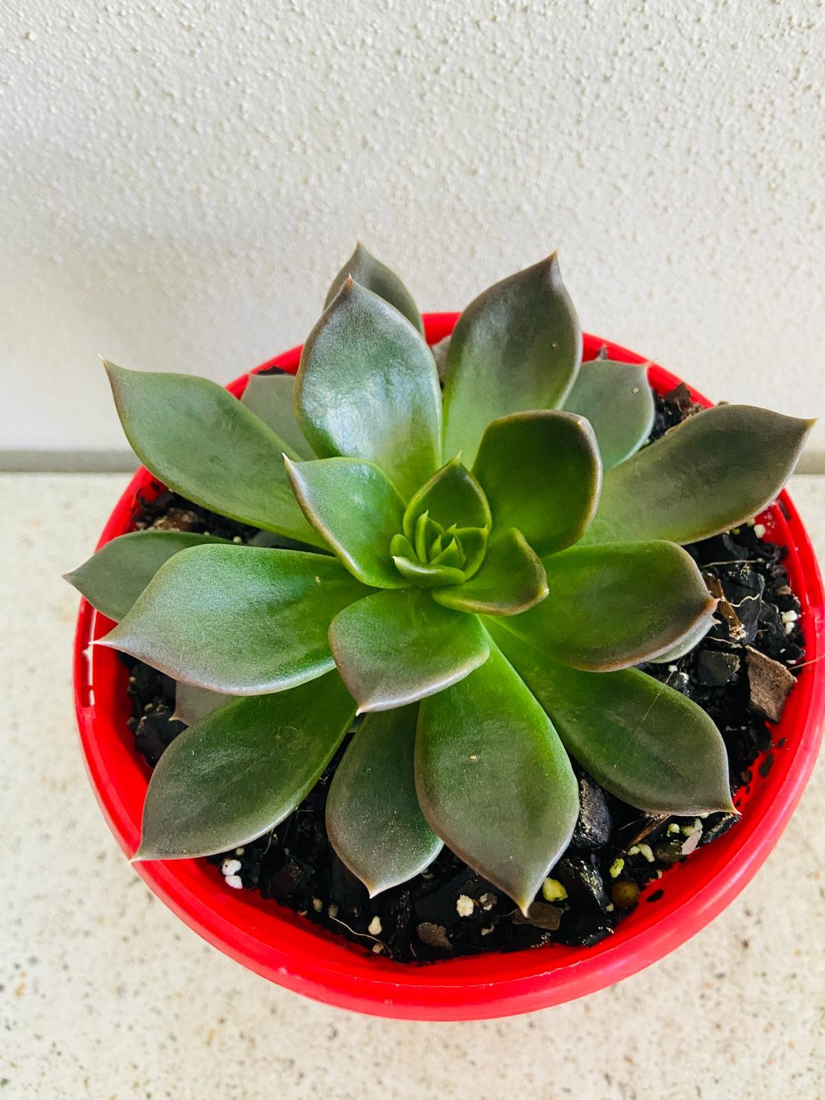  Dark burgundy Echeveria Black Princess rosette