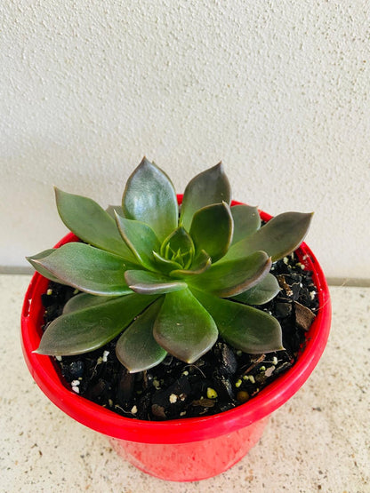  Echeveria Black Princess rosette succulent plant