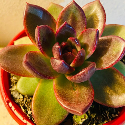  Echeveria Blood Maria succulent in a 130mm nursery pot
