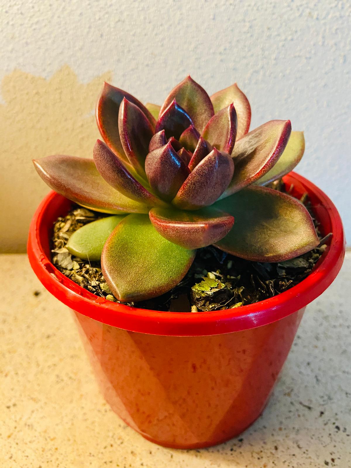  Echeveria Blood Maria succulent for sale in Australia