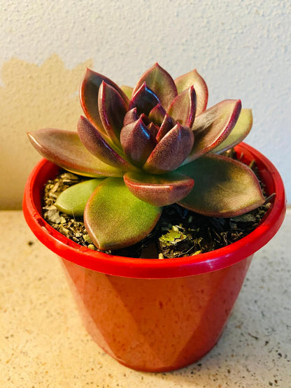  Echeveria Blood Maria succulent for sale in Australia