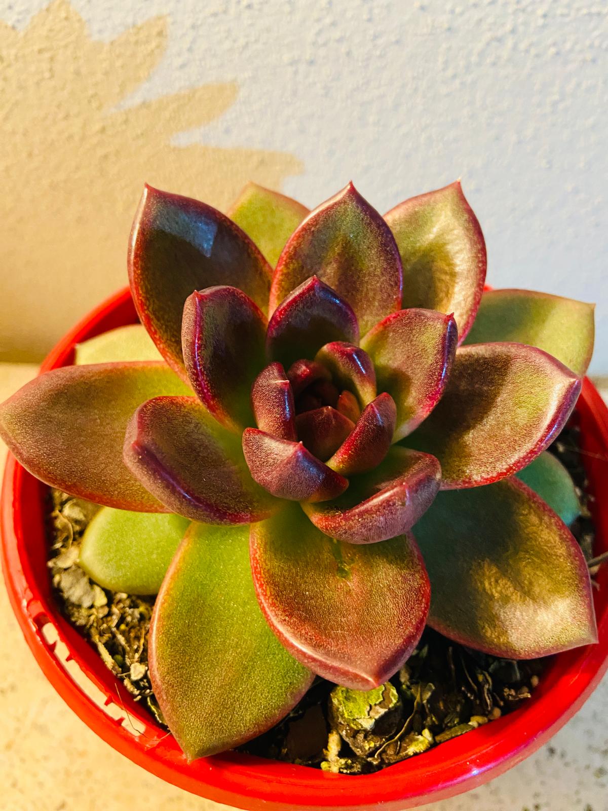  Close-up of red and burgundy Echeveria Blood Maria leaves