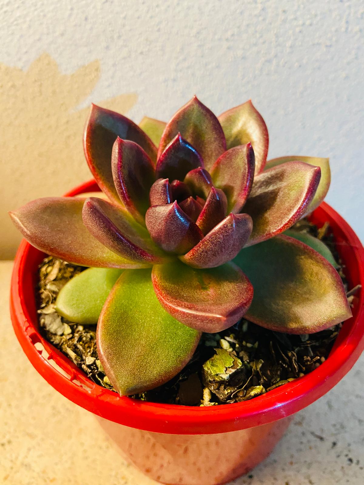 Echeveria Blood Maria with deep red rosette leaves