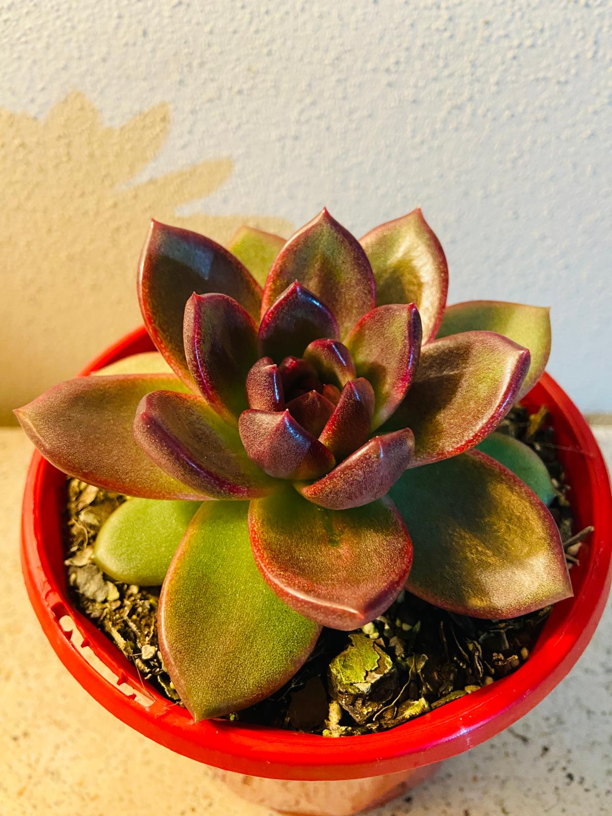  Echeveria Blood Maria rosette succulent plant