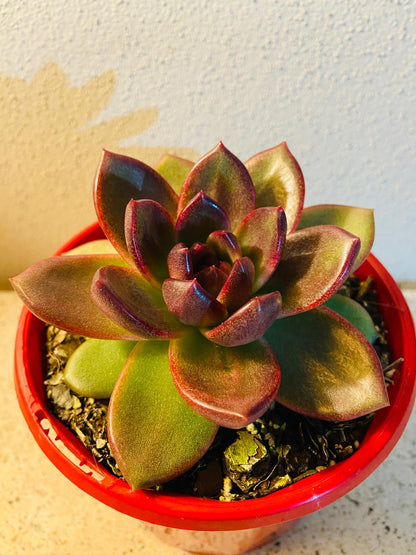  Echeveria Blood Maria rosette succulent plant