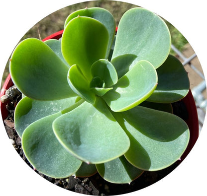  Close-up of powdery blue-grey Echeveria Blue Alice leaves