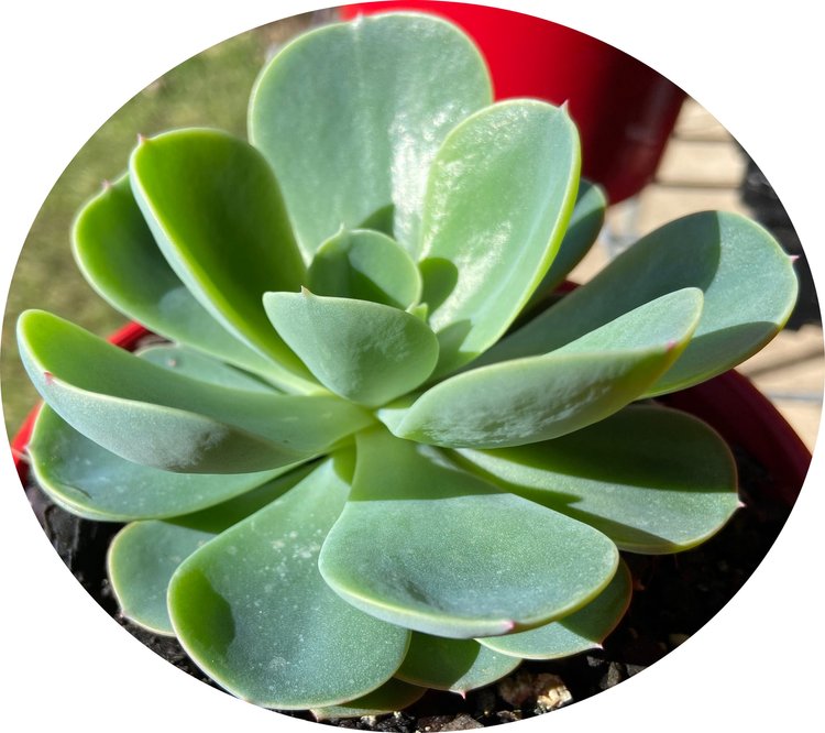 Echeveria Blue Alice with a compact blue-grey rosette
